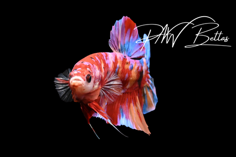 Candy Giant HMPK Male Betta | 5161