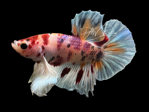 Candy Dumbo HMPK Male Betta | M3060