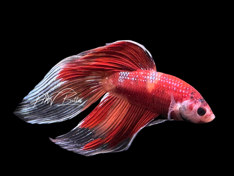 Nemo Veiltail Male Betta | M4019