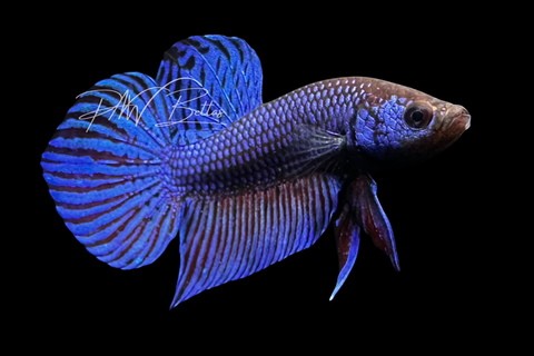 Blue Mahachaiensis Betta | Wild Bettas