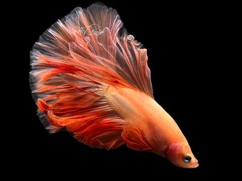Armageddon HM Male Betta | M2590