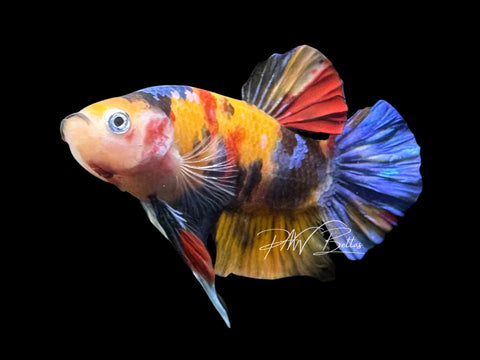 Marble HMPK Male Betta | M2828