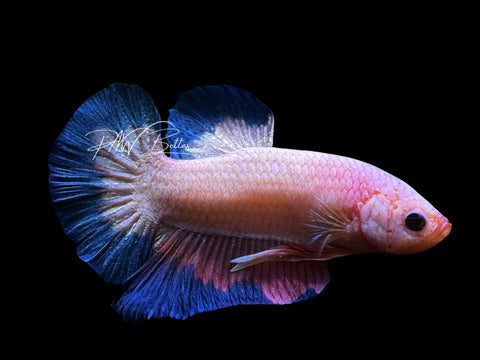 Fancy Rim HMPK Male Betta | M2565
