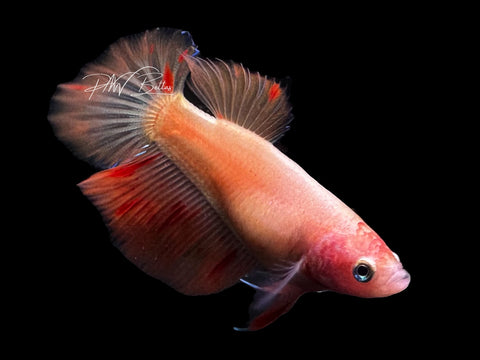 Armageddon Halfmoon Female Betta | F2819