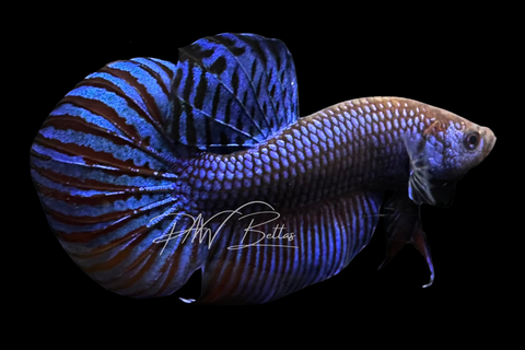 Blue Mahachaiensis Betta | Wild Bettas