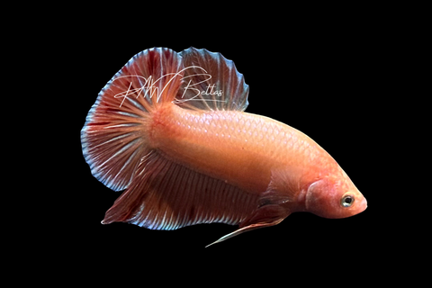 Orange Armageddon HMPK Male Betta | M4052