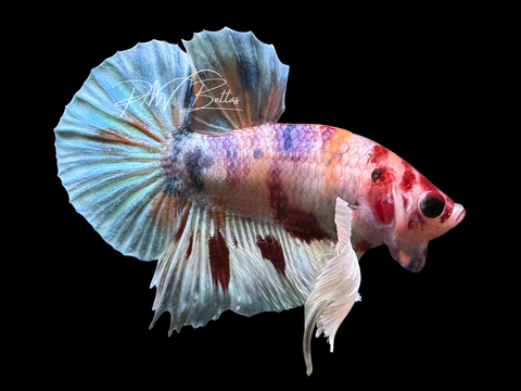 Candy Dumbo HMPK Male Betta | M3060