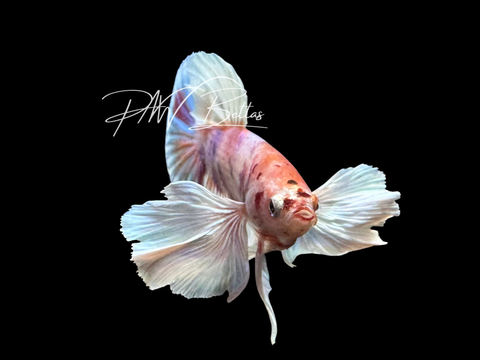 Candy Dumbo HMPK Male Betta | M3016