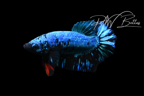 Blacklight HMPK Male Betta | M5117