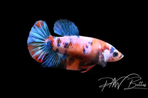 Koi HMPK Female Betta | 5147