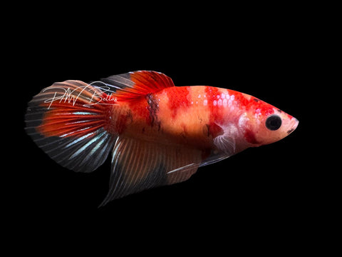 Nemo Veiltail Female Betta | F2810