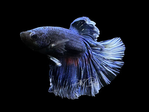 Blue Butterfly Delta Male Betta | M3103