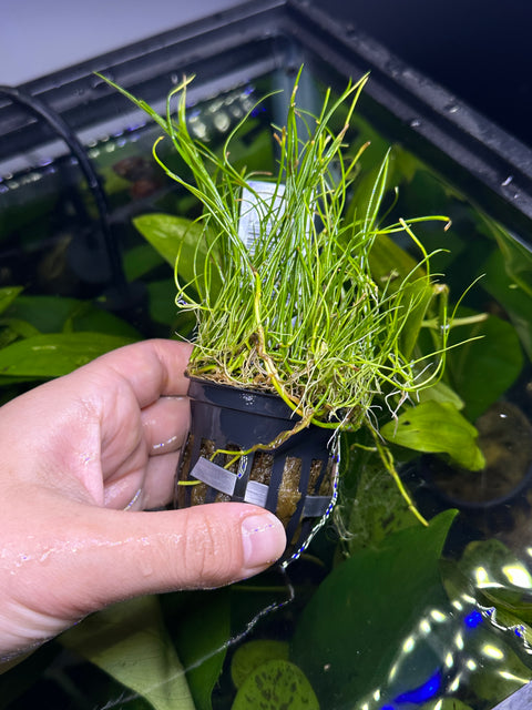 Micro Sword Narrow Leaf | Potted