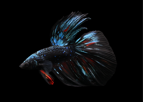 Avatar Halfmoon Male Betta | 5214