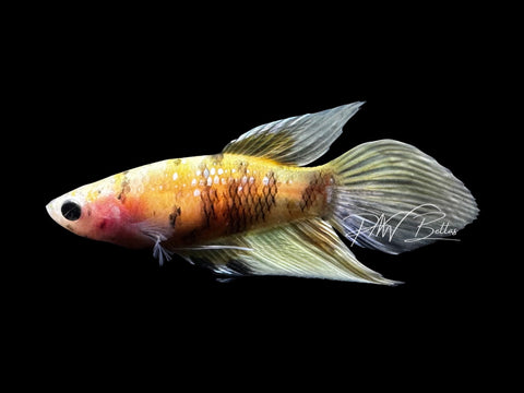 Yellow Koi Veiltail Female Betta | F2813