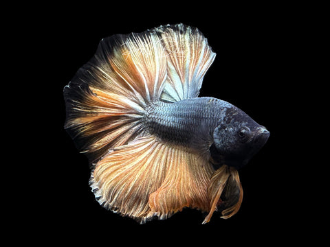 Yellow Copper HM Male Betta | M2629