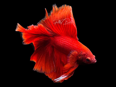 Super Red DTHM Male Betta | M2461