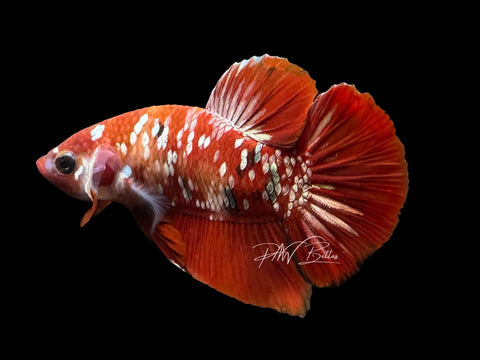 Red Galaxy HMPK Male Betta | M3106