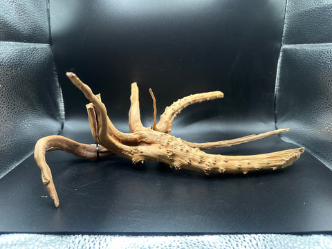 Spider Wood SM | W24