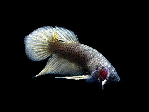Yellow Hybrid Plakat Male Betta | M2871
