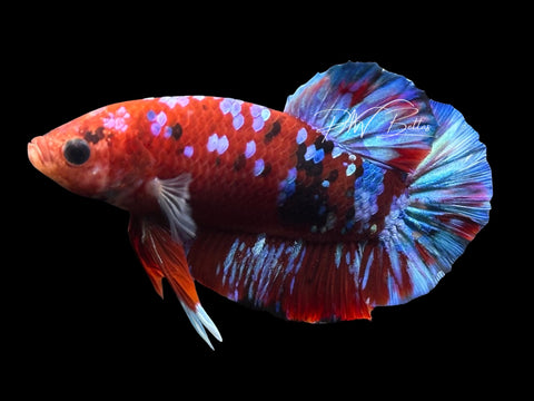 Red Koi Galaxy HMPK Male Betta | M4030