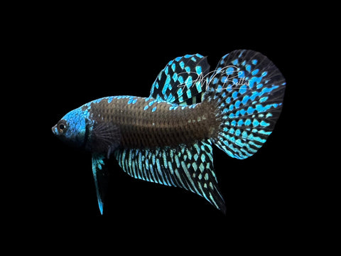 Samurai Alien Male Betta | M2838