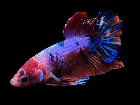 Fancy Koi HMPK Male Betta | M2874