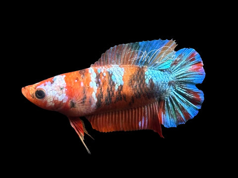 Candy DTPK Female Betta | F2327