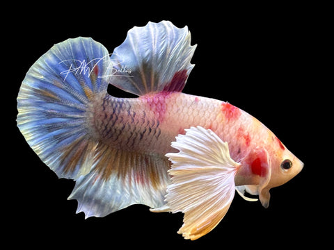 Marble Dumbo HMPK Male Betta | M2563