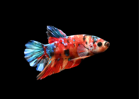Candy HMPK Male Betta | 5207