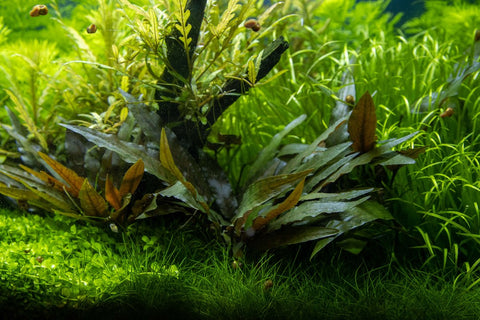 Cryptocoryne beckettii 'Petchii'