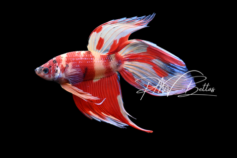 Nemo Veiltail Male Betta | M5001