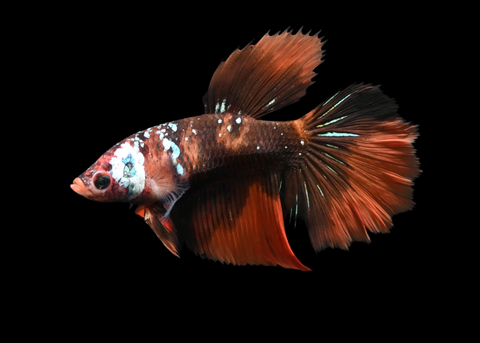 Galaxy Koi Halfmoon Female Betta | 5267