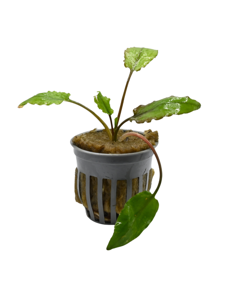Green Crypt | Cryptocoryne wendtii 'Green'