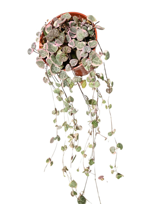 String of Hearts Variegated 4”