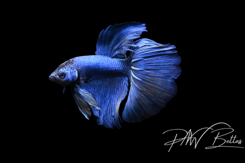 Mustard Delta Male Betta | 5132