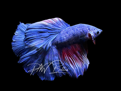Marble Halfmoon Male Betta | M3033