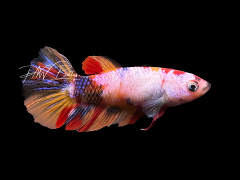 Marble Halfmoon Female Betta | F2323