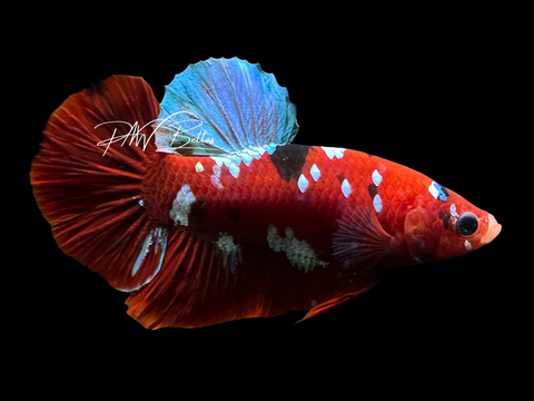 Red Galaxy HMPK Male Betta | M4010