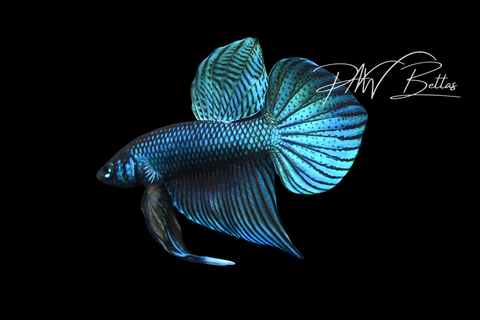 Smaragdina Male | Franks Bettas Wild Type | FW111