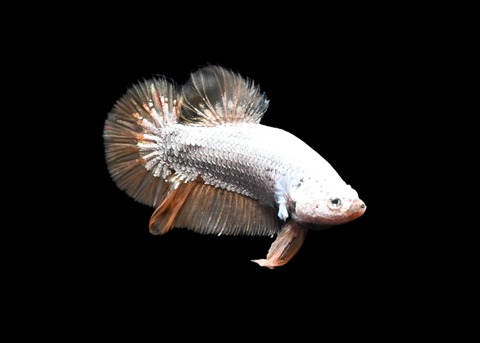 Vanda Dragon HMPK Male Betta | 5184