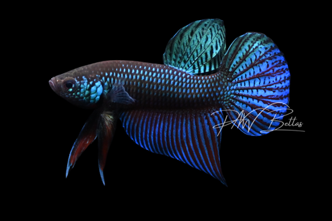 Smaragdina Betta | Wild Bettas