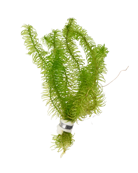Anacharis | Elodea najas