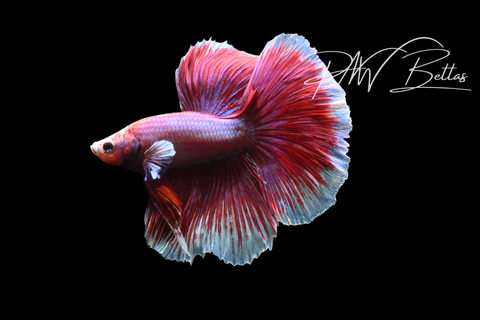 Salamander Halfmoon Male Betta | M5101