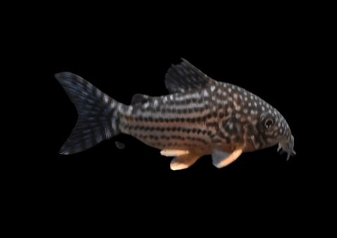 Sterbai Cory | Corydoras sterbai