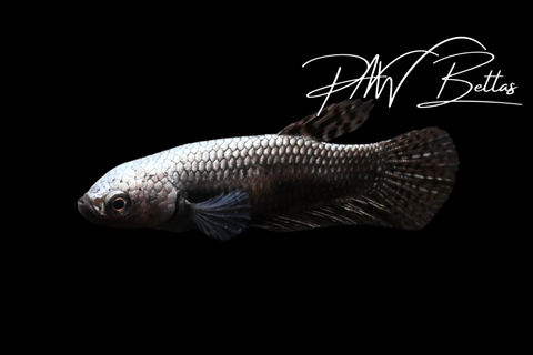 Copper Alien Female | Franks Bettas Wild Type | FW127