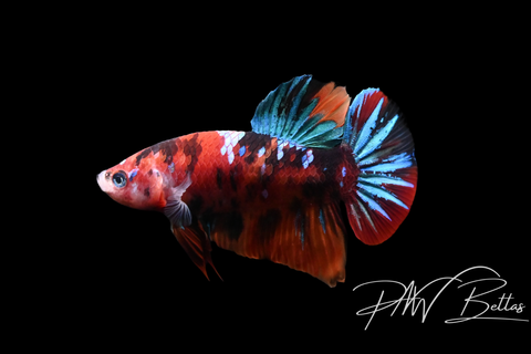 Koi HMPK Male Betta | 5148