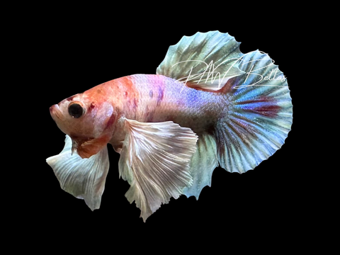 Candy Dumbo HMPK Male Betta | M3016