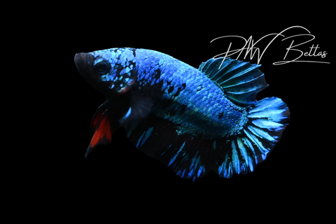 Blacklight HMPK Male Betta | M5117