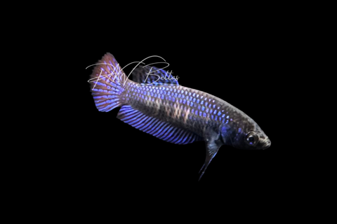 Blue Mahachaiensis Betta | Wild Bettas